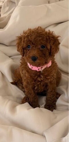 poodle puppy for sale 