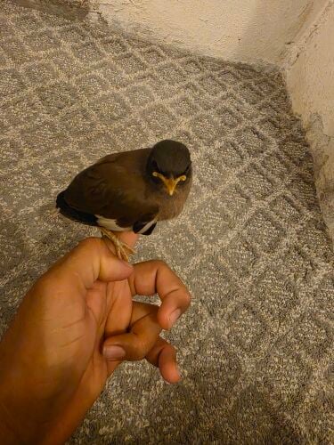 myna bird chick