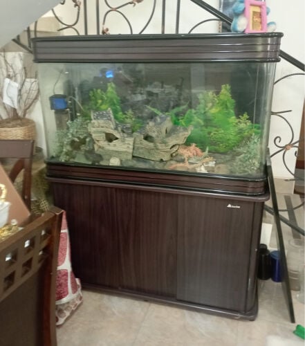 home glass fish tank