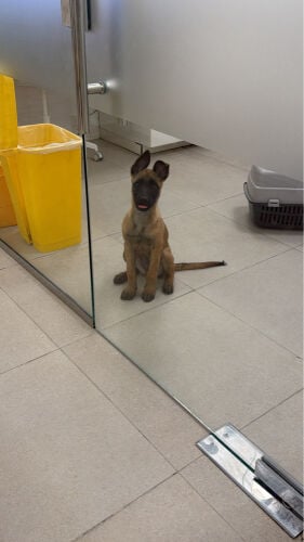 belgian Malinois puppy for sale 