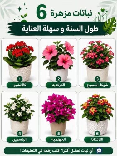 جميع انواع الورد والياسمين