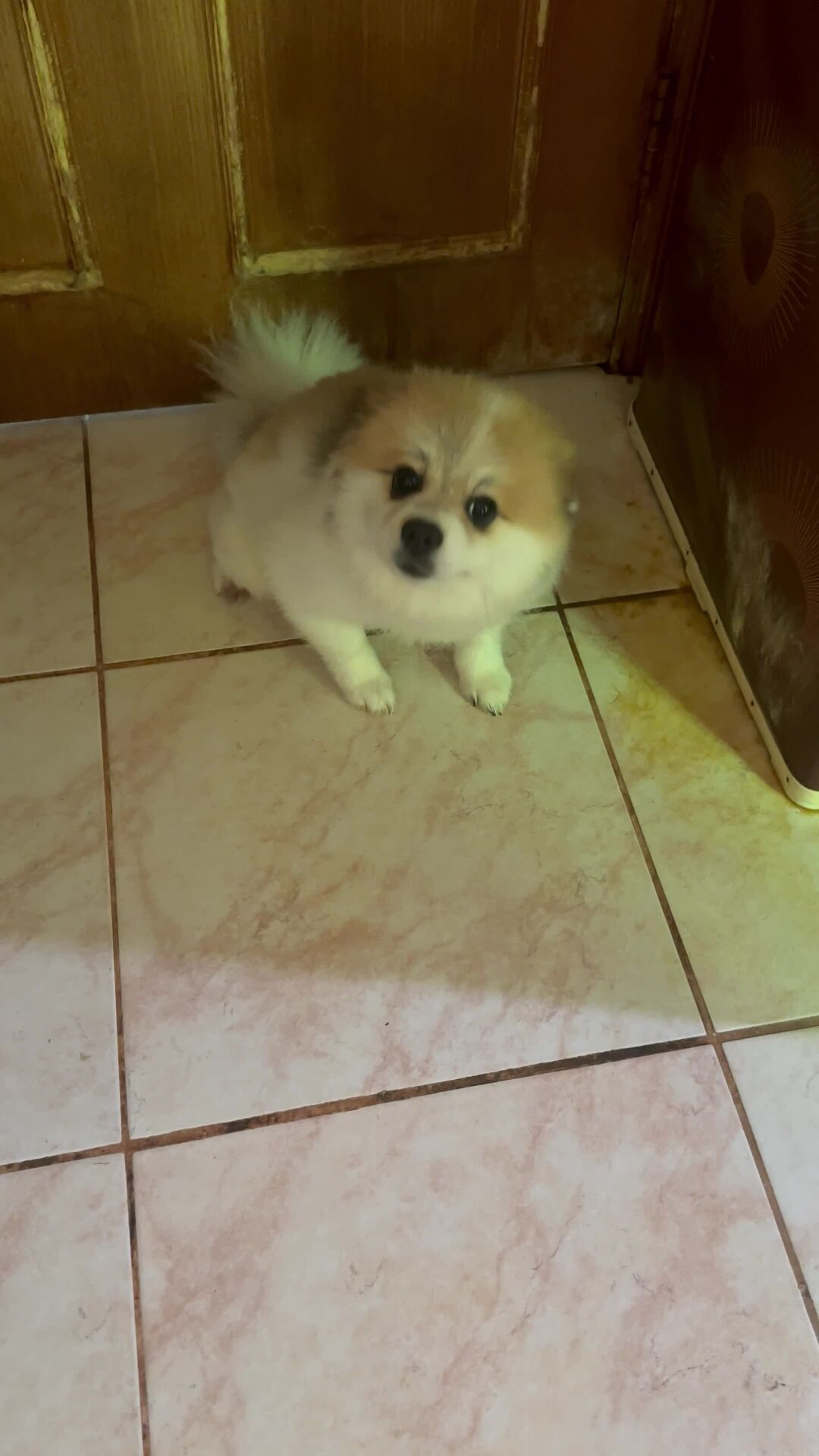 Male Pomeranian 