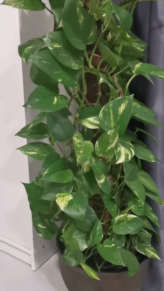 Large Golden Pothos Plant