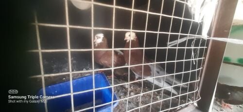 irani pigeon pair 120