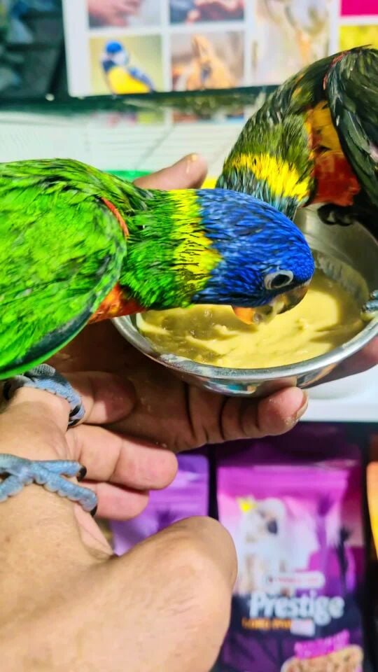فروخ اللورى