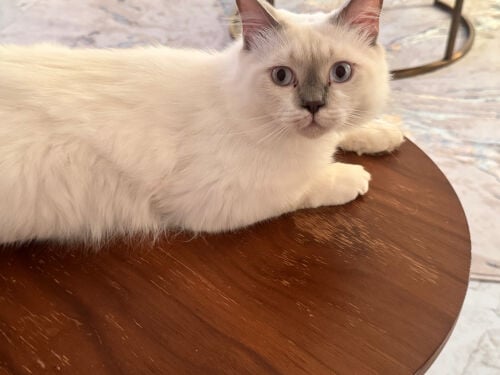 scottish straight white long hair