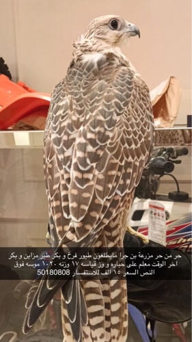حر من حر بن جرا