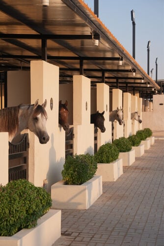 ايواء الخيل 