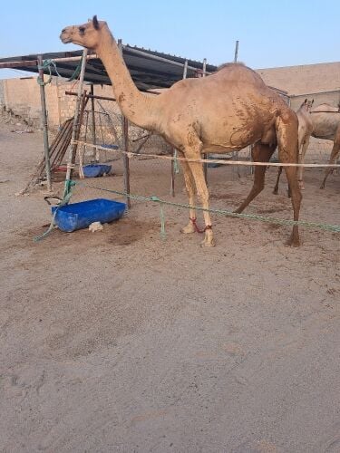 للبيع عشراء