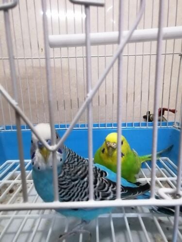 زوج بادجي منتج مع ٤ حبات اولتده