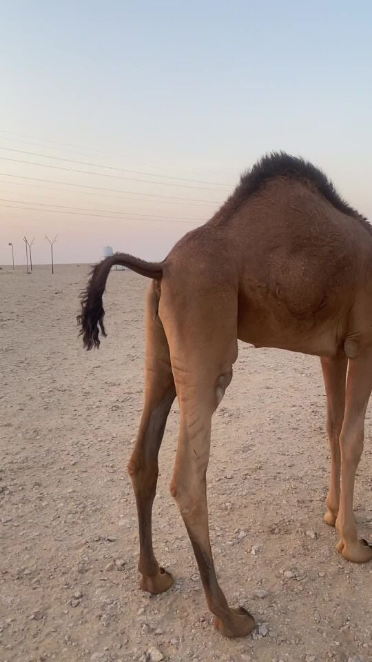 بيع