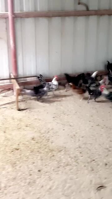 للبيع فراخ فيومي 