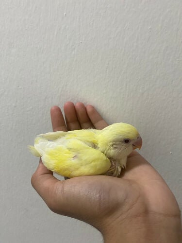Lovebird chicks
