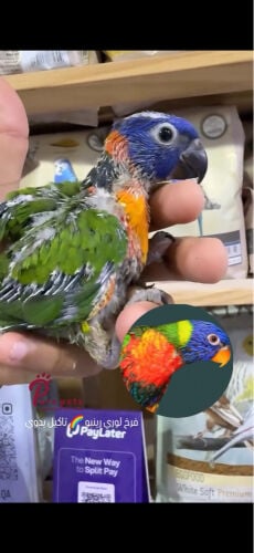 ببغاوات متنوعه