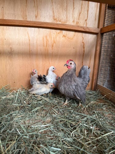 Japanese chicken with chicks