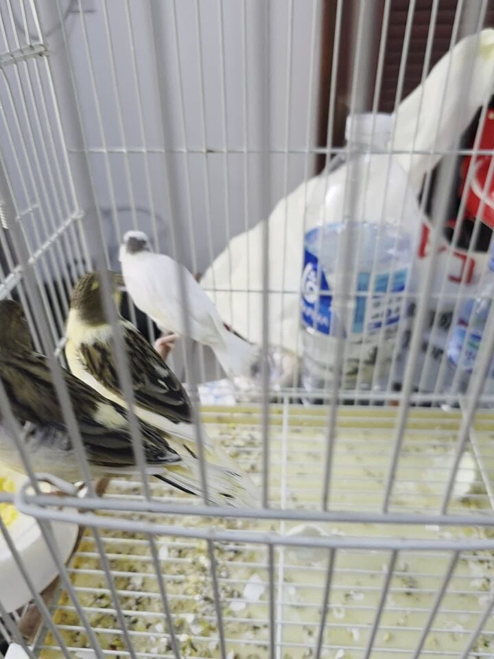 5 Canary Mix
