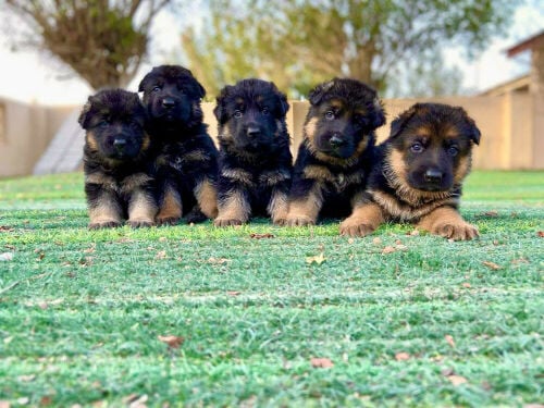 Premium German Shepherd Puppies 