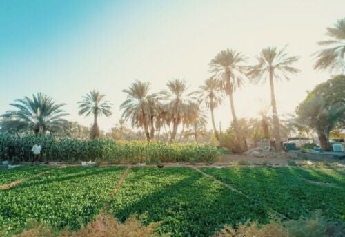 مربي