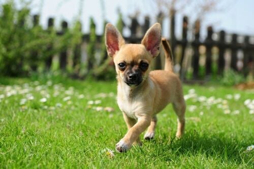 chihuahua  5 month