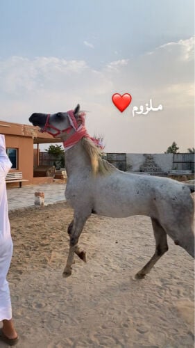 فحل عربي جمال للبدل او للبيع