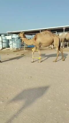 عمانيه مصعد اليوم