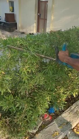 صيانه الحدائق