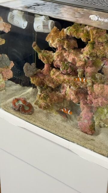 nemo aquarium 