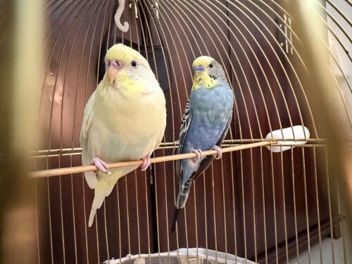 Budgies for sale 