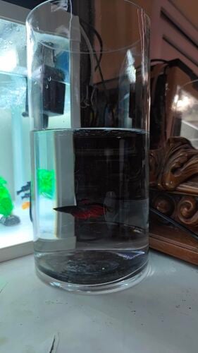 fish with tank