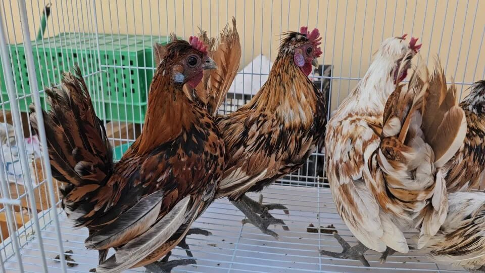 Healthy kuwaiti Hub Hub Roosters