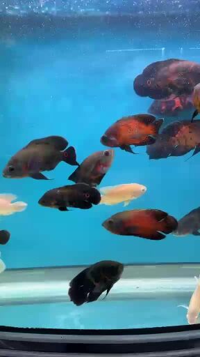 Oscar fish