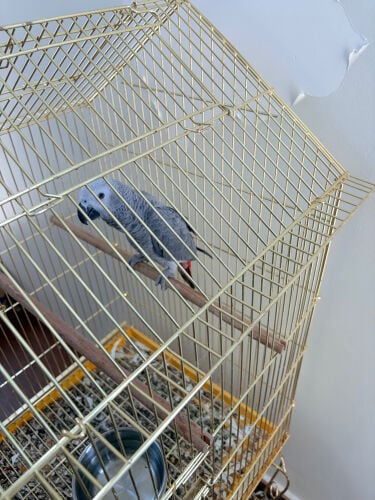 African grey parrot 
