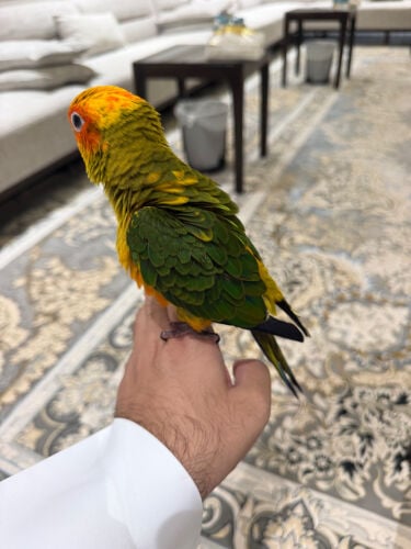 صن كونيور