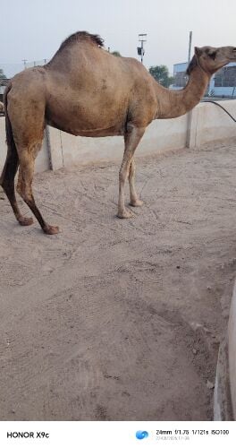 ناقه حايل