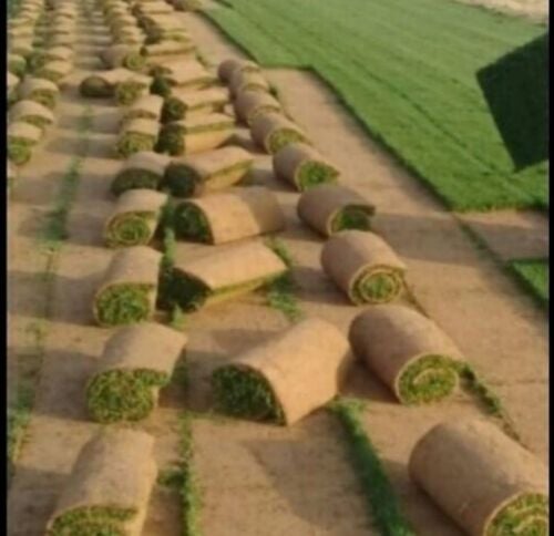 عشبه طبيعي للبيع