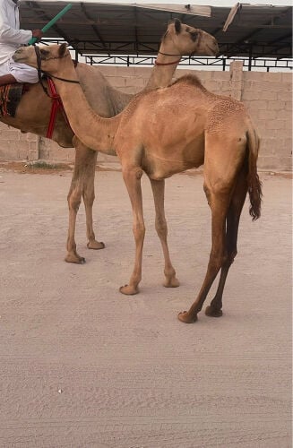لقية