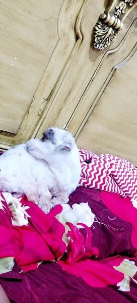 fulufy &Chihuahua mix breed female