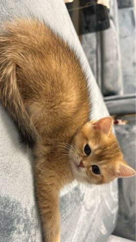 scotch female for sale 