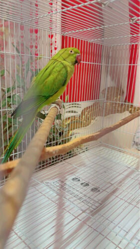 green parrot 