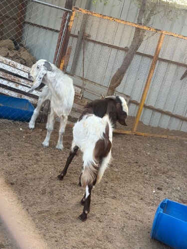 male goats 