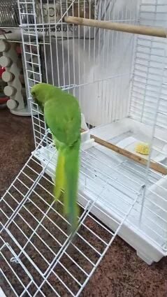 parret