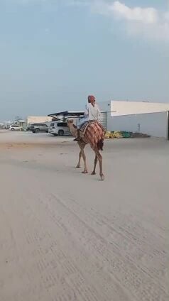 بعير  ثني طبيع علي كل الشروط