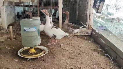 ducks 