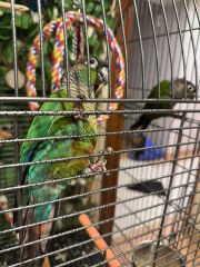 male and female kenure parrots 