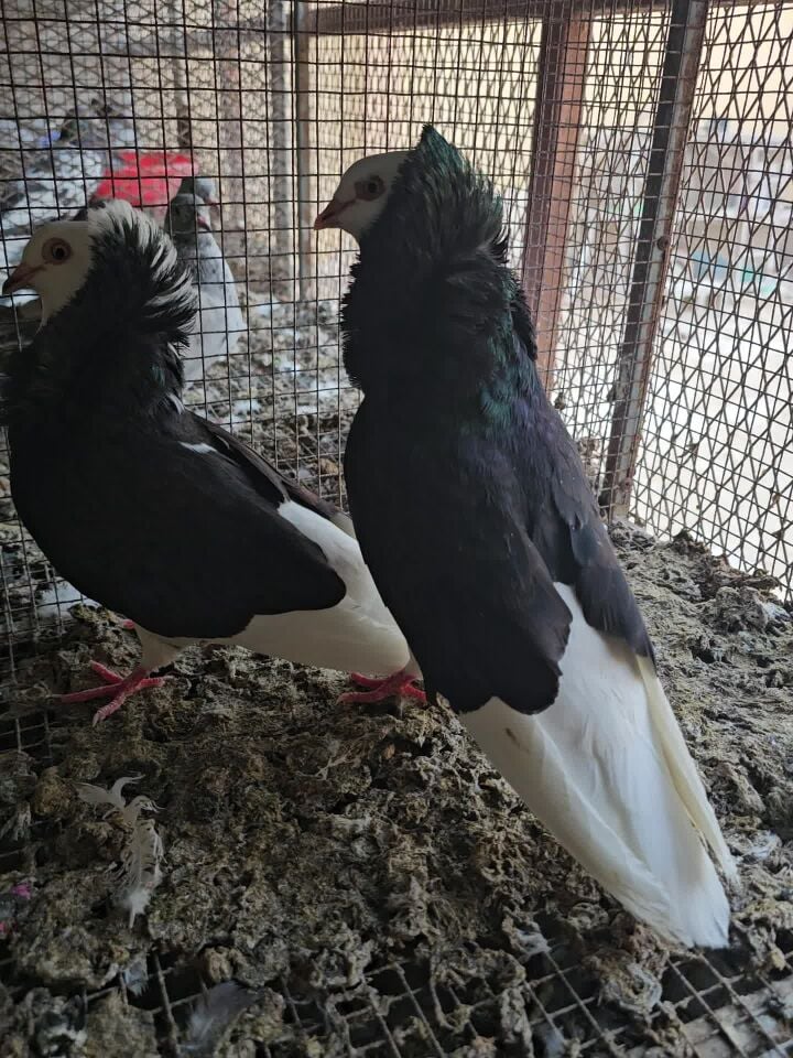 جوز اندنوسي مع فرخ