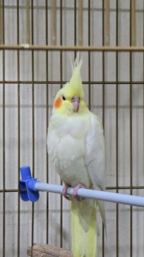 Cocktail for Sale