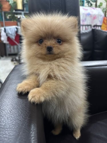 Pomeranian Male Puppy 