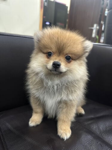 Pomeranian Male Puppy