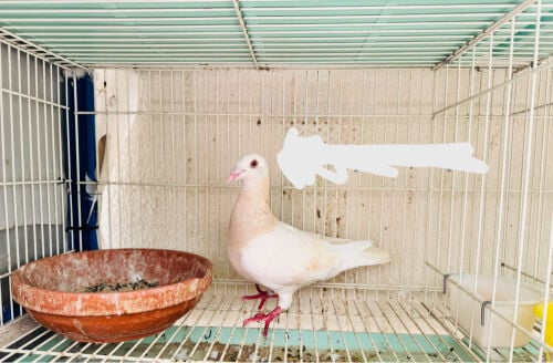 Lemon Zajal male for sale