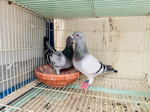 zajal breeding pair for sale